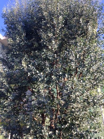 EUCALYPTUS GUNNI'I'